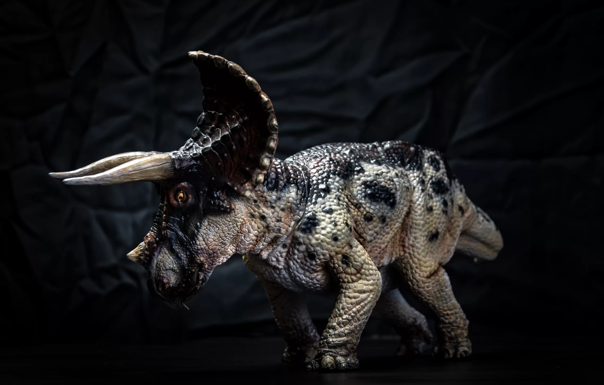 dinosaur dossier , triceratops in the dark