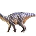 Iguanodon Dinosaur dossier on white isolate background Clipping path