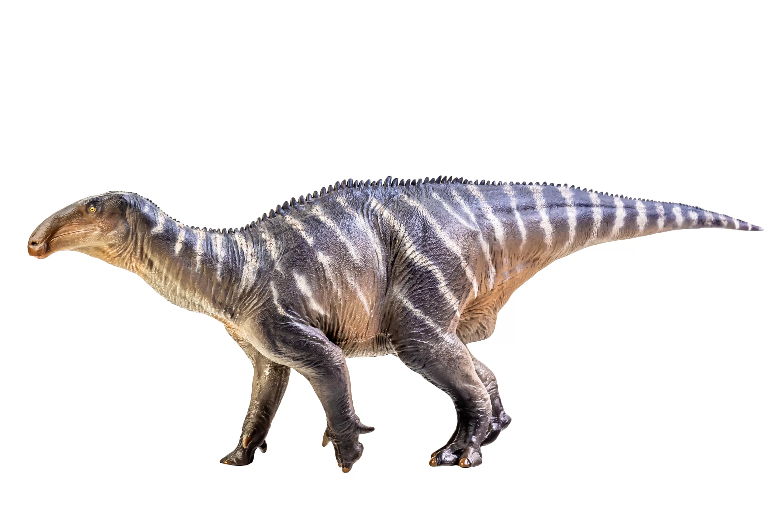 Iguanodon Dinosaur dossier on white isolate background Clipping path